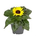 Bild von TP26 Helianthus "knop" "Sunsation" 1 plant per pot